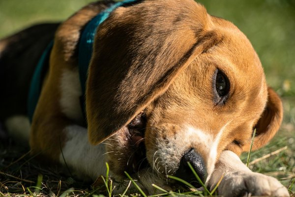 How can you keep your pet healthy in the UK climate?